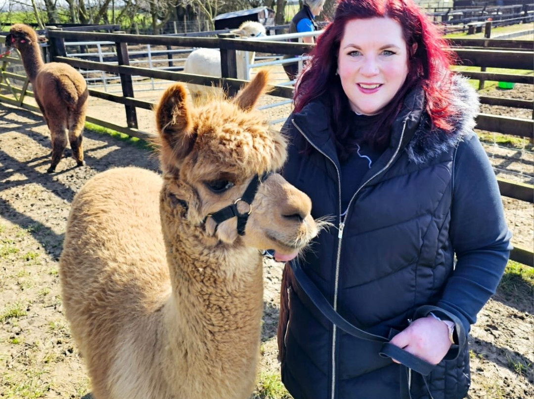 Butterwick Alpaca Retreat and Trekking景点图片