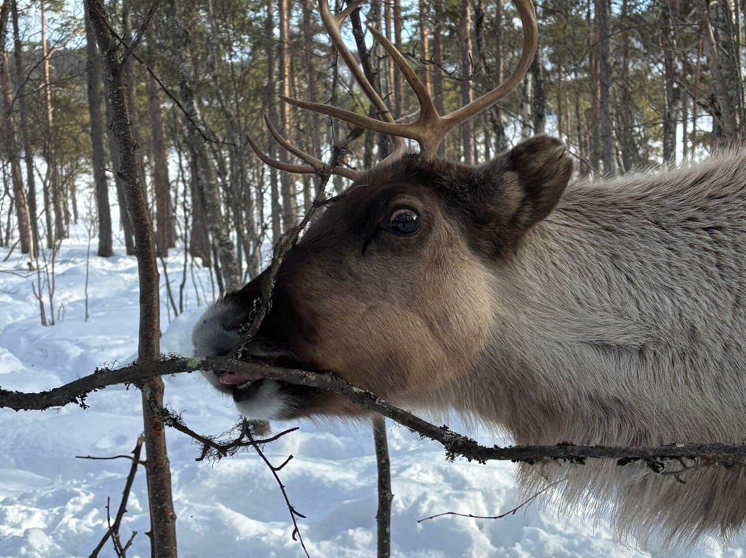 Angeli Reindeer Farm-伊纳里必去景点