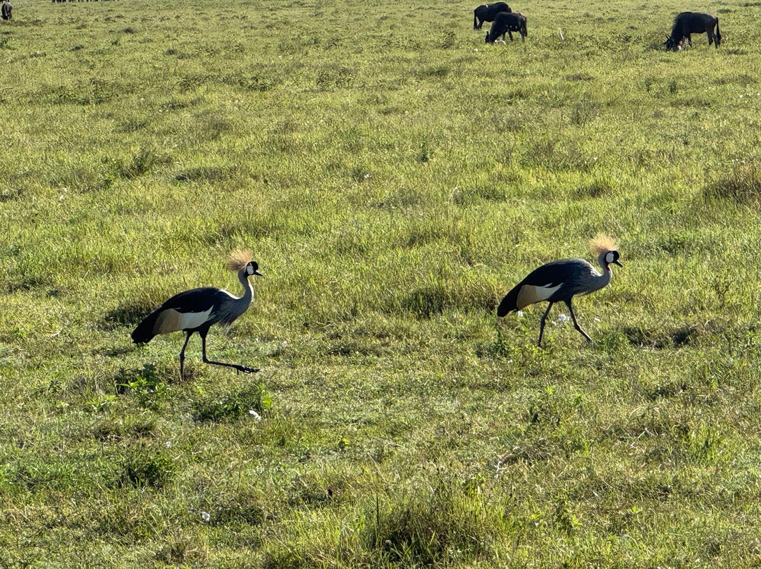 Africasana tours and safaris company-莫洛哥罗必去景点