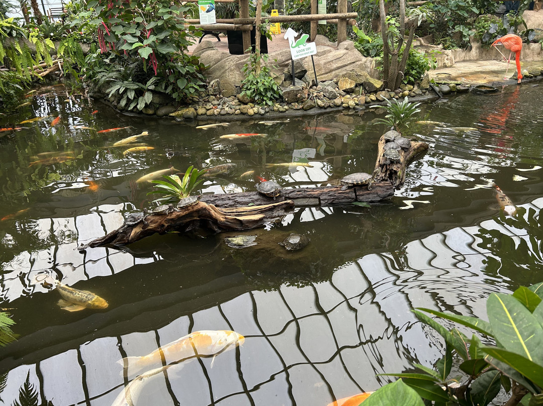 Victoria Butterfly Gardens景点图片