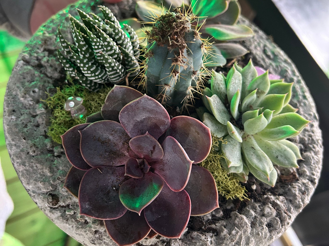 Classy Cactus Farm-默弗里斯伯勒必去景点