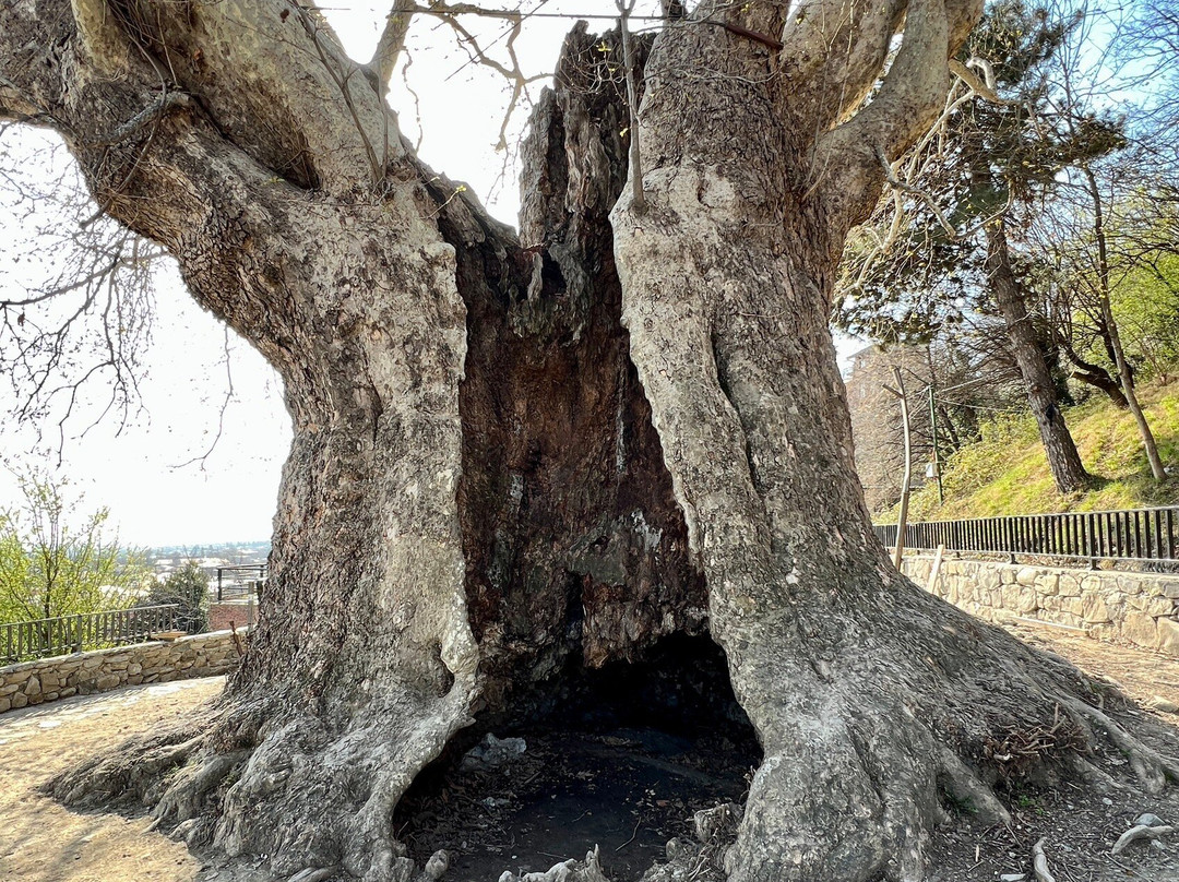 Giant Plane Tree-Telavi必去景点