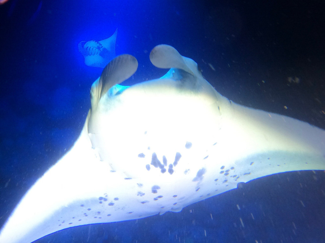 My Kona Adventures-基亚拉凯库亚必去景点