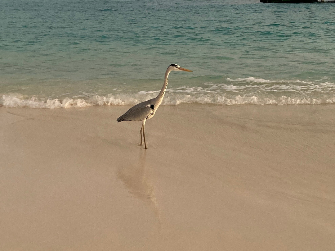 Luau Beach Inn Maldives主图