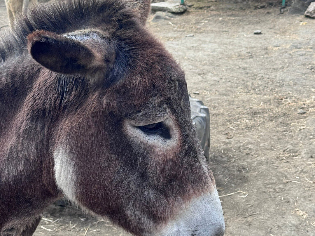 Donkey Dreamland-卡拉德米哈斯必去景点