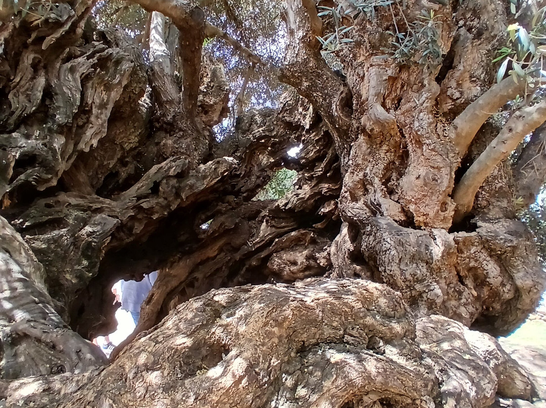 Elafonissos travel景点图片
