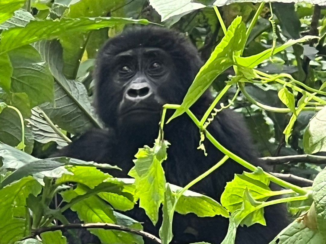 Mukiza Gorilla Expeditions