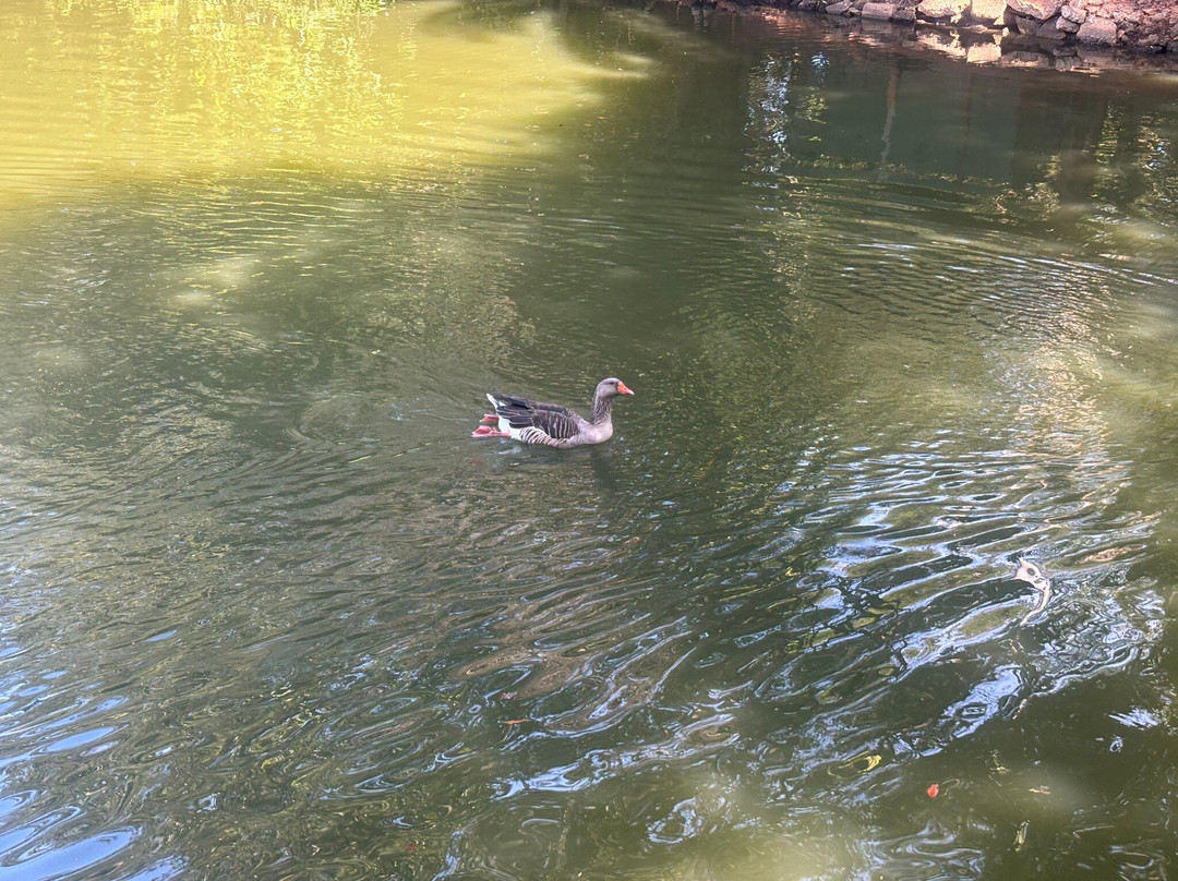 Parque Ecologico Prof. Hermogenes de Freitas-坎皮纳斯必去景点