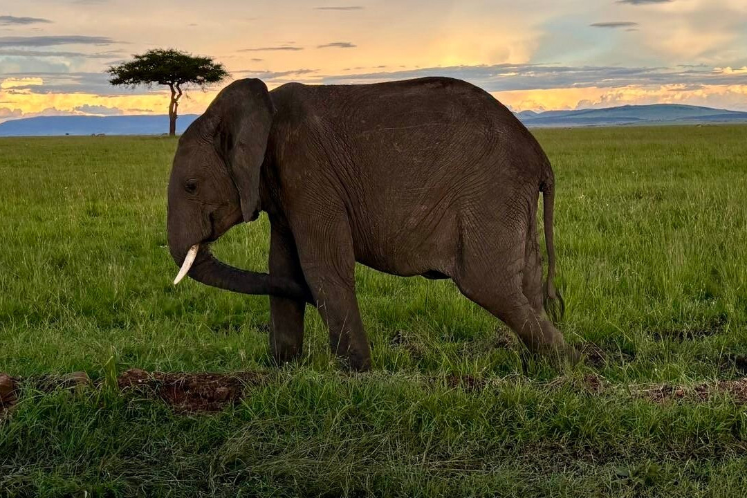 Safari Monks景点图片