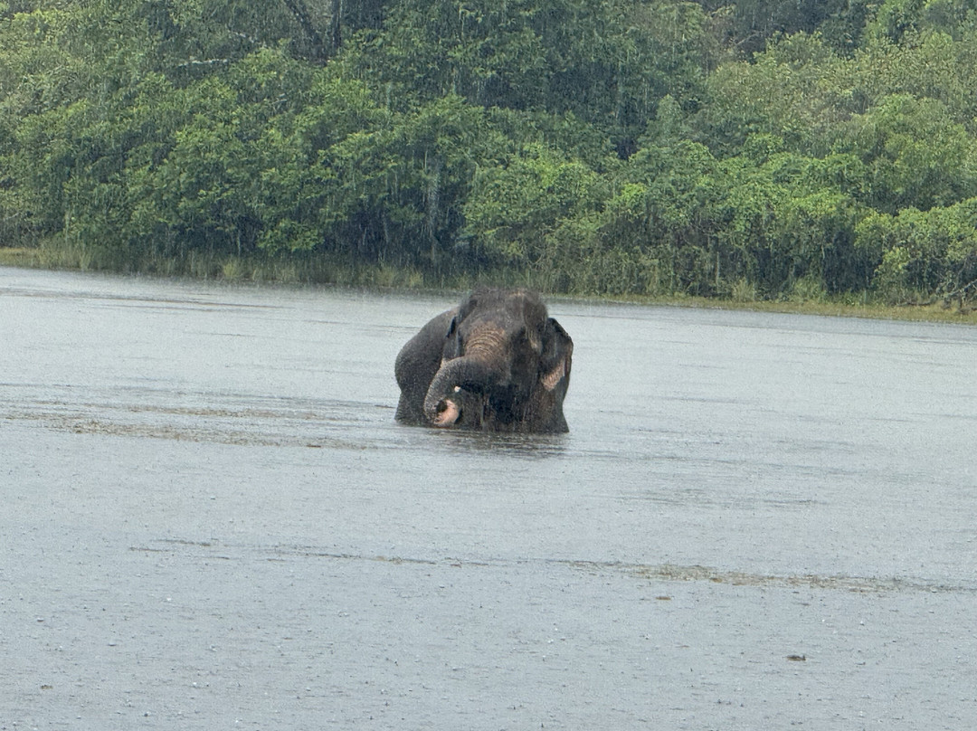 Wilpattu Megha Safari