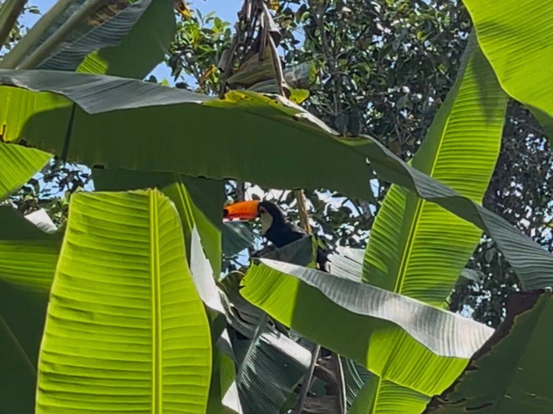 Fervedouro Do Alecrim-Sao Felix do Tocantins必去景点