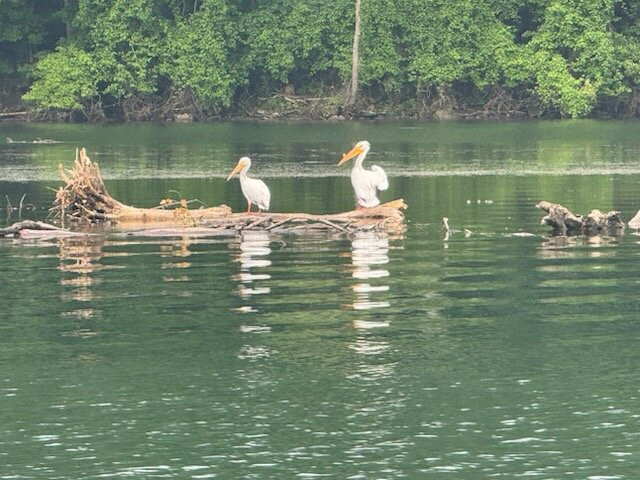 Scotty's Trout Dock-布兰森必去景点