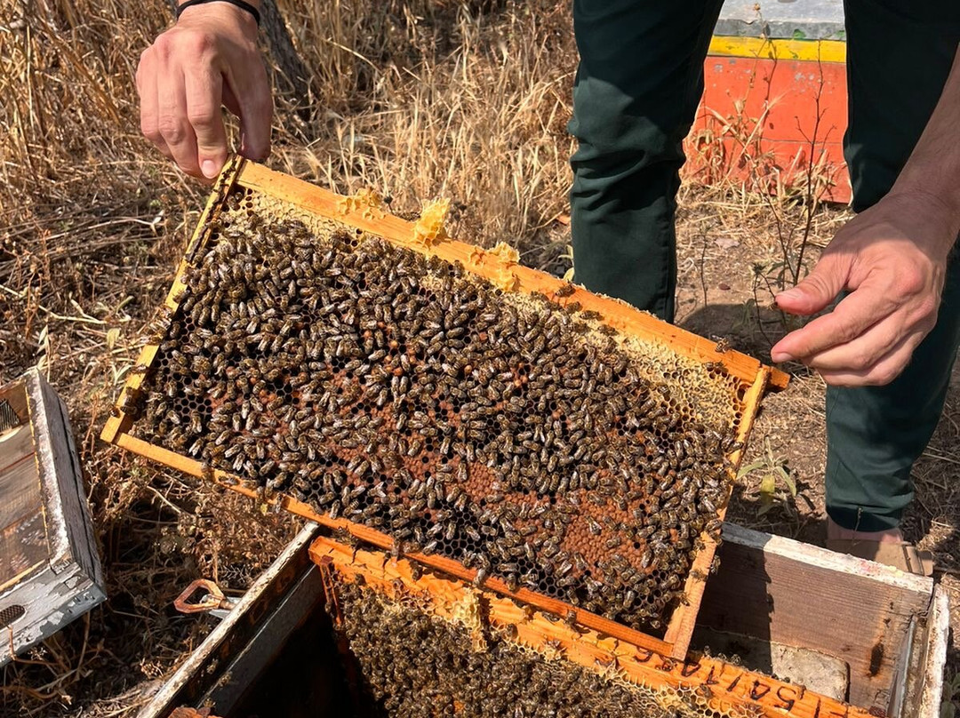 Μouriki Greek Premium Honey-埃莱夫西纳必去景点