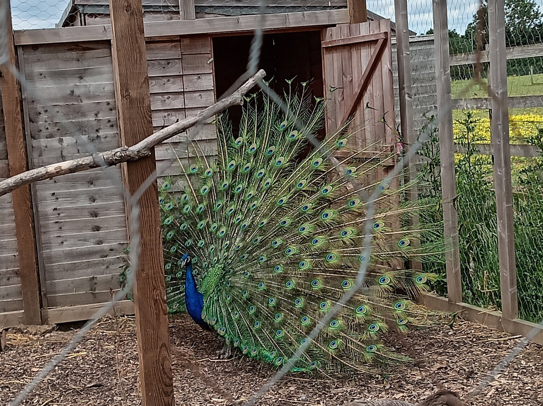 Hopefield Animal Sanctuary & Visitor Centre景点图片