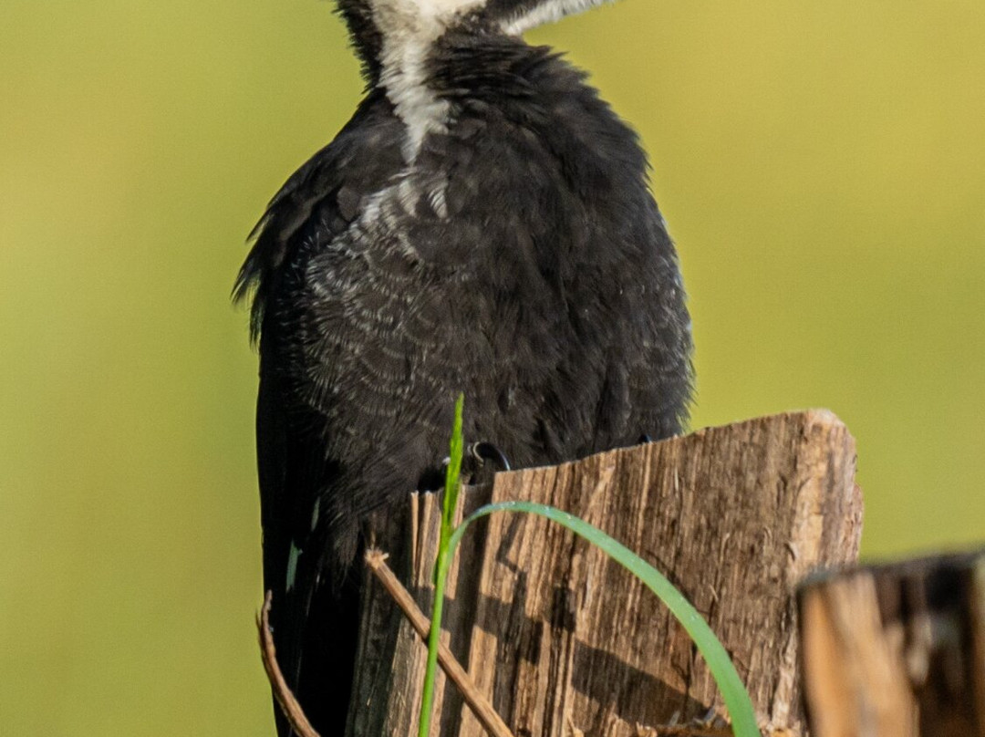 Spruce Photo Tours-汤森必去景点