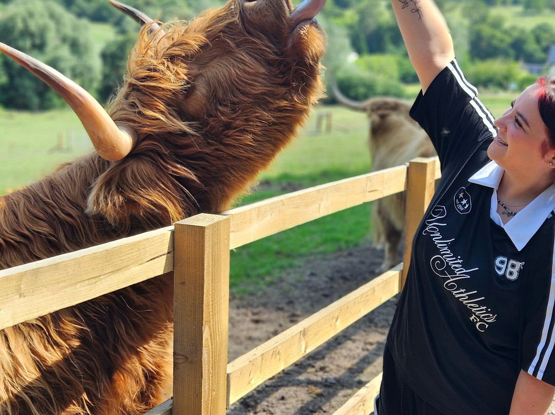 Highland Cow Cottage景点图片