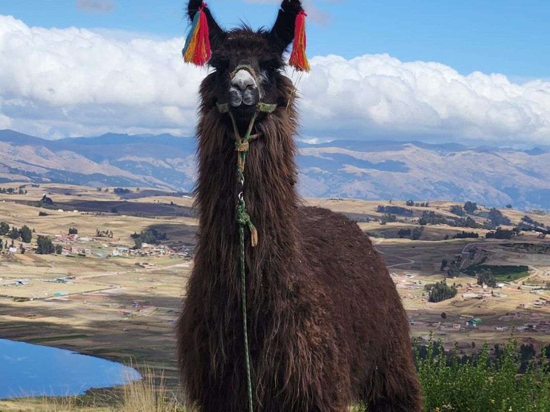 Alpaca Trek Adventures-Chinchero必去景点