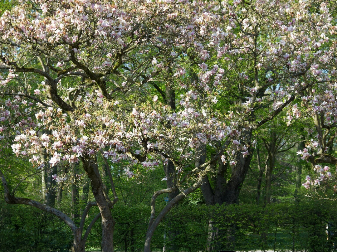 Magnolienhain-阿沙芬堡必去景点