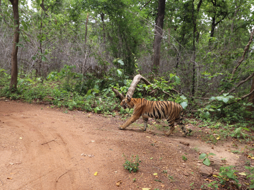 Wild Earth Safari-Chandrapur必去景点