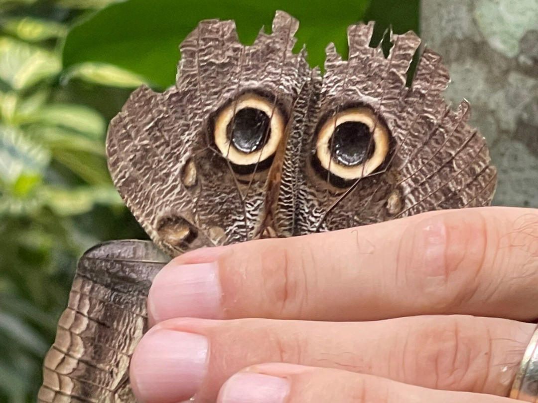 Royal Butterflies-哈科必去景点