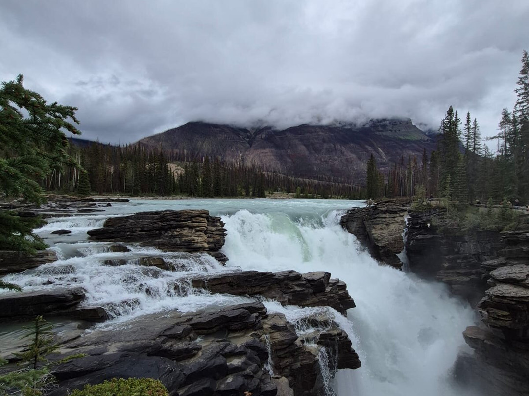 Timberwolf Tours-埃德蒙顿必去景点