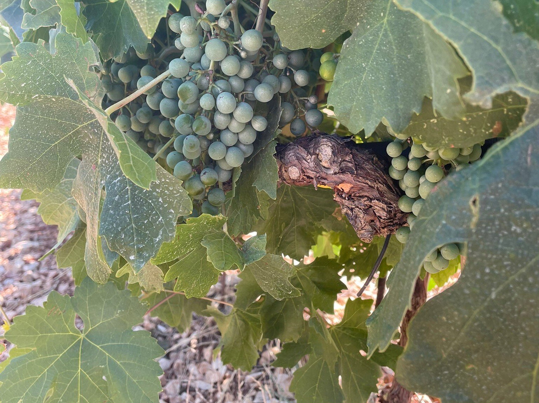 Testament Winery-Jadrtovac必去景点