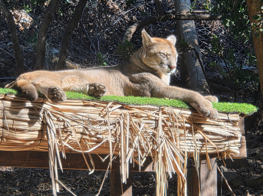 Refugio Animal Cascada-圣若泽迈坡必去景点