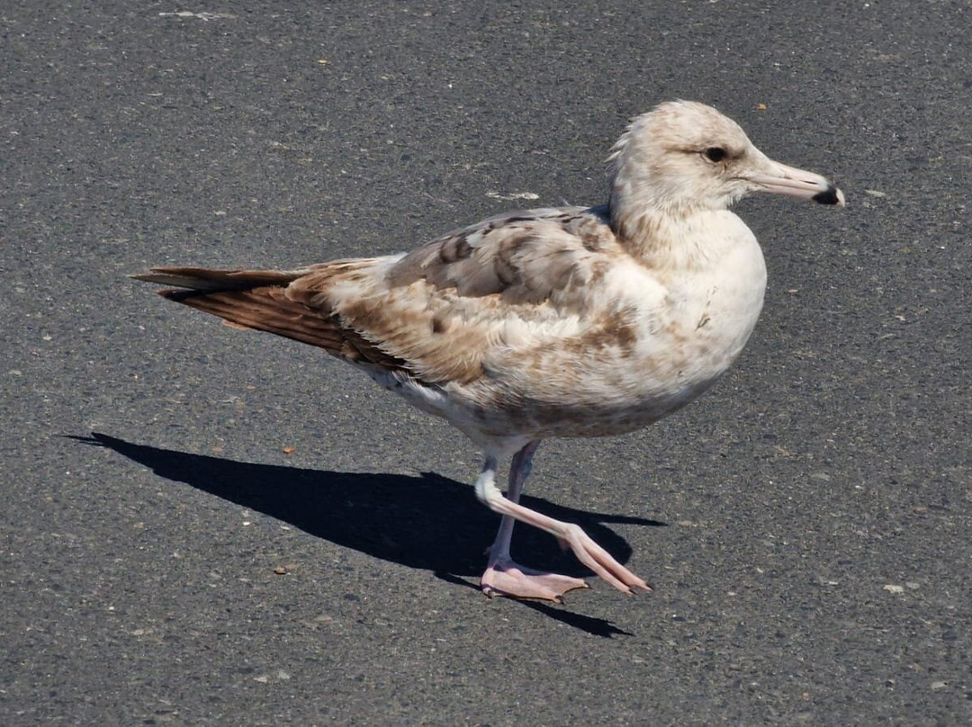 Peter Iredale Ship Wreck-Warrenton必去景点
