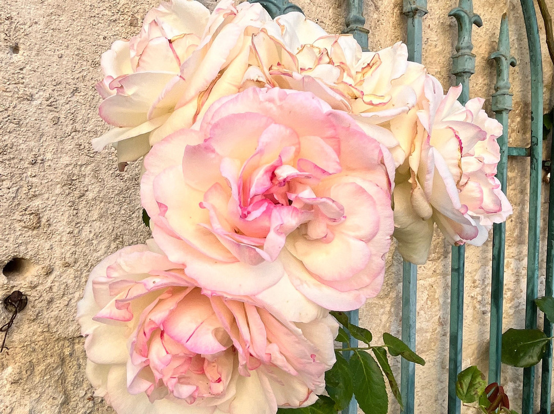 Le Rosier Sauvage主图