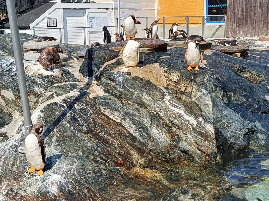 Bergen Aquarium-卑尔根必去景点