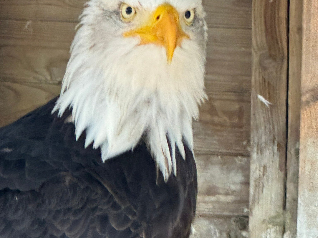 Herring Green Activity Farm-贝德福德必去景点