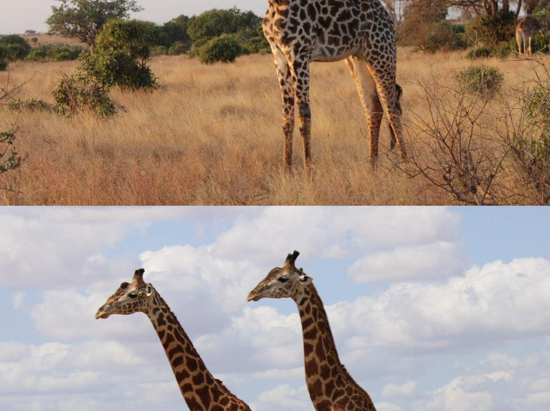 Scopri il Kenya con Nicholas-瓦塔木必去景点