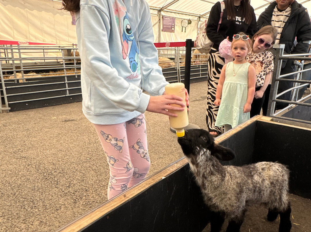 Piglets Adventure Farm-约克必去景点