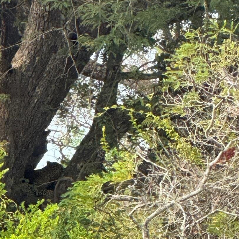 Sri Wild Yala Safari-蒂瑟默哈拉默必去景点