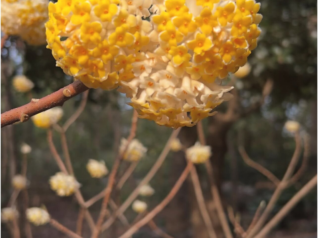 Hatcher Garden and Woodland Preserve-斯帕坦堡必去景点