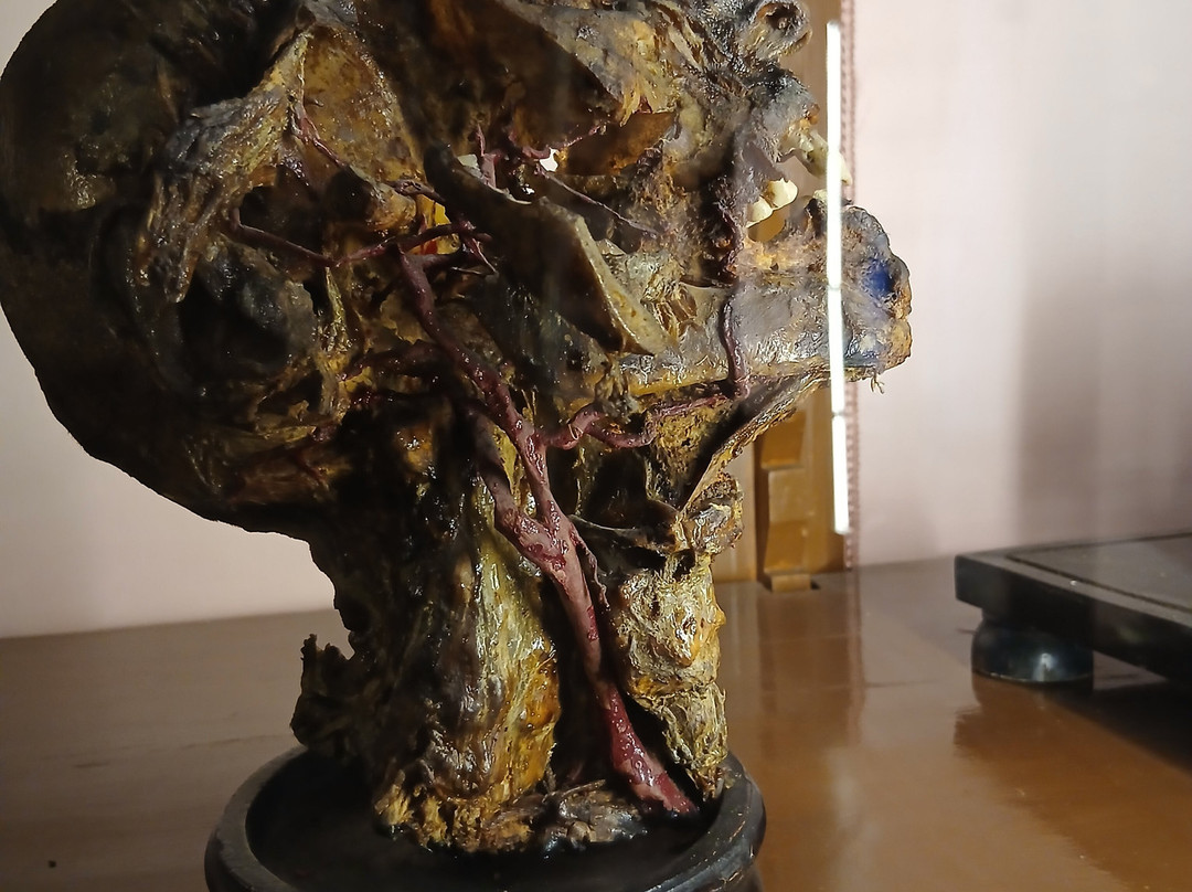 MUSA - Museo Universitario delle Scienze e delle Arti-那不勒斯必去景点