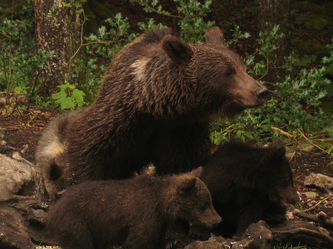 CROmedo-bearwatching-Cabar必去景点