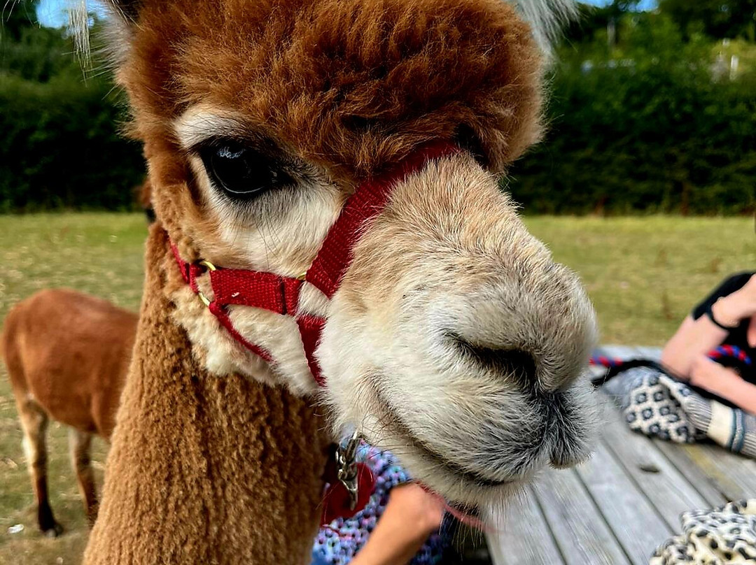 Me2you Burley Alpacas-Burley必去景点