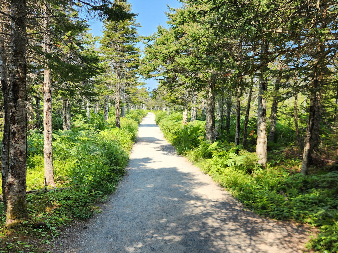 Skyline Trail-布雷顿角岛必去景点