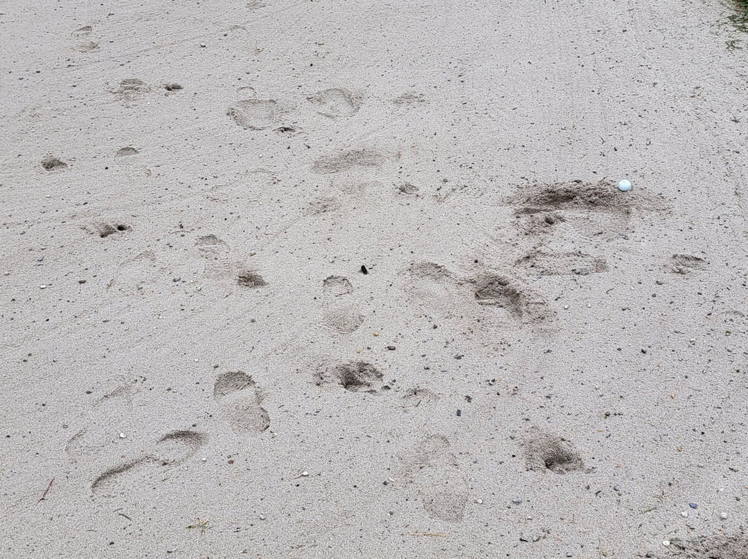 The Springs Course And Elevation Dining Restaurant-Radium Hot Springs必去景点