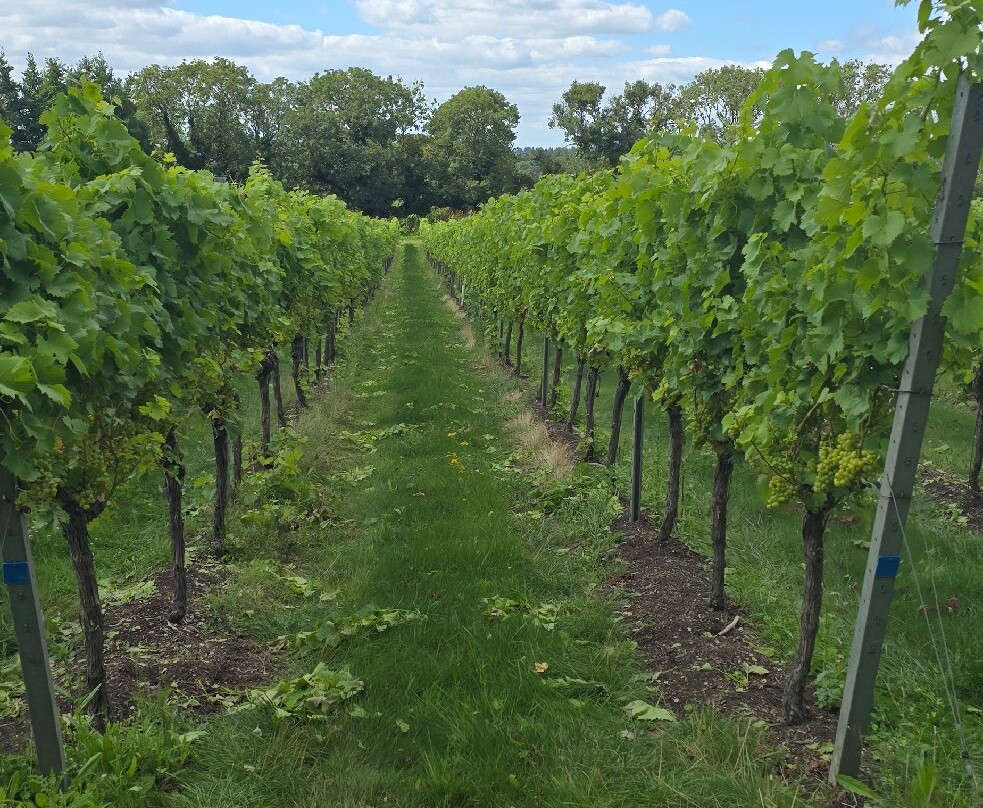 Westwell Wine Estate-Charing必去景点