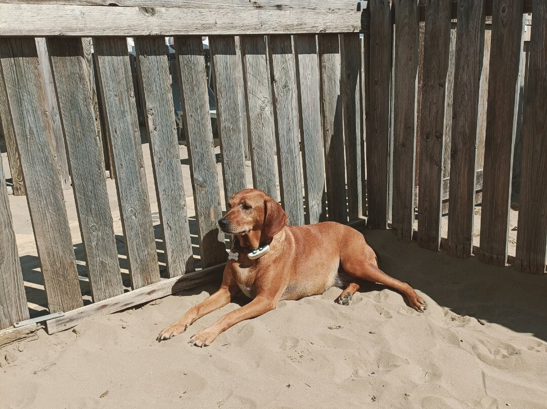 Bagno 81 No Problem-里米尼必去景点