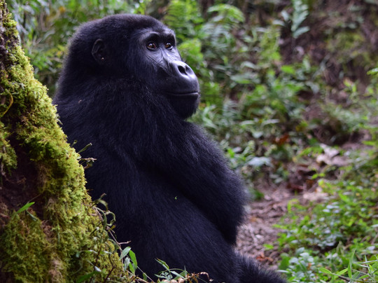 Galactic Safaris-卡巴莱必去景点