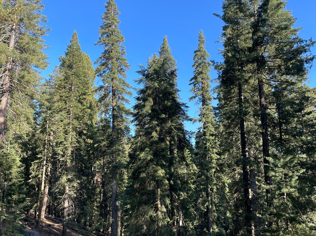 Sequoia National Park-维塞利亚必去景点