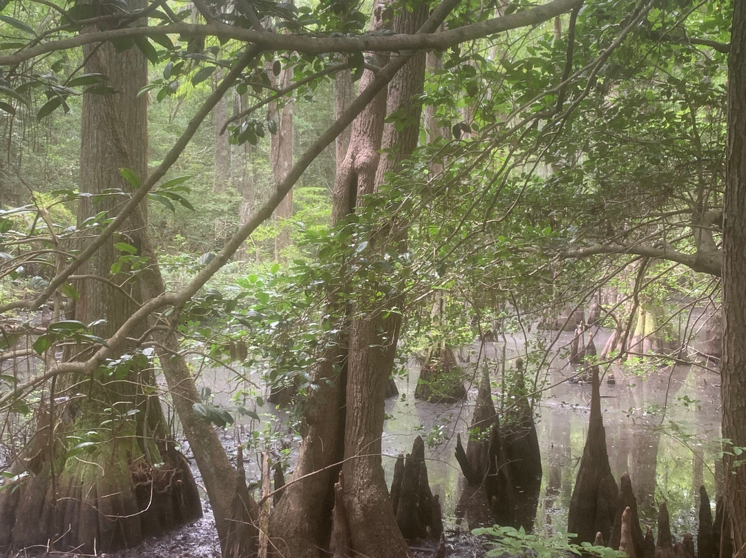 First Landing State Park-弗吉尼亚海滩必去景点