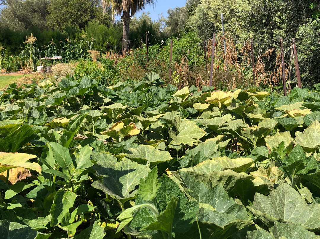 Bougainvillea Hotel Apartments主图