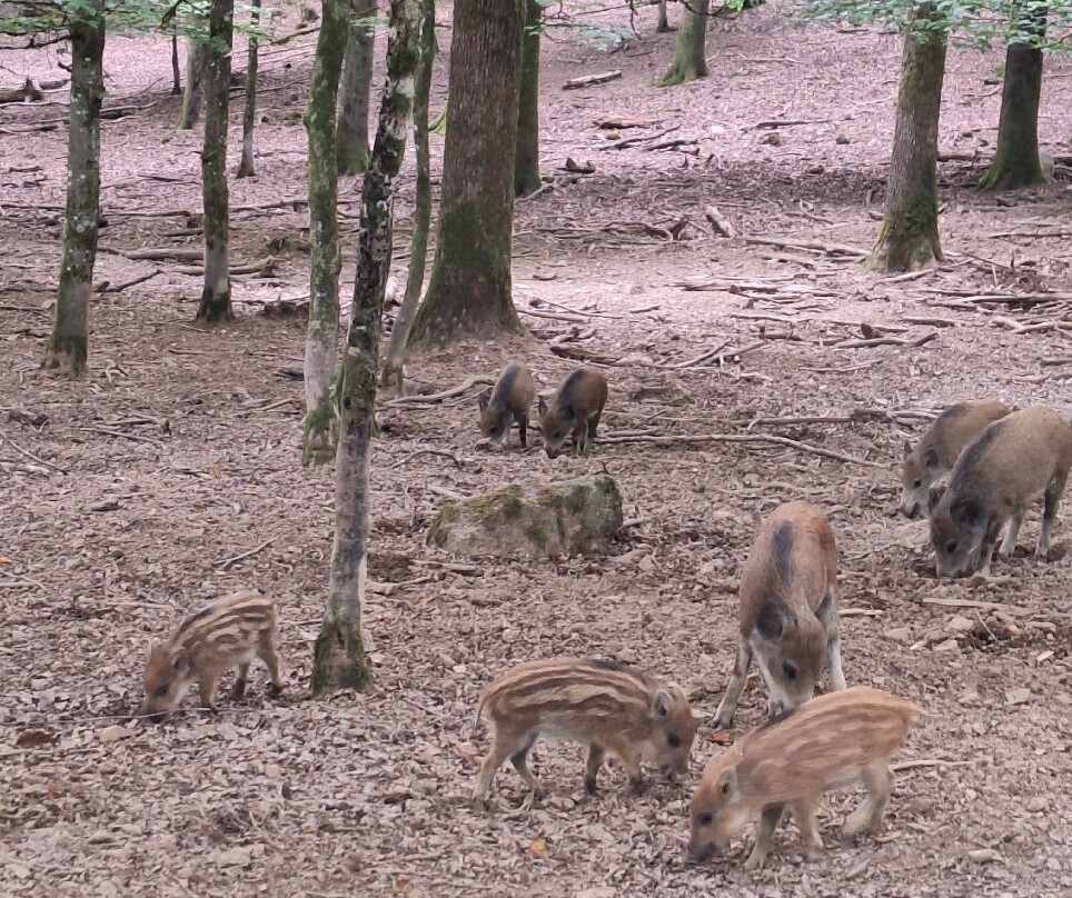 Wild- & Erlebnispark Daun-Daun必去景点