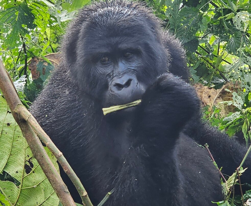 Pinnacle Africa-坎帕拉必去景点