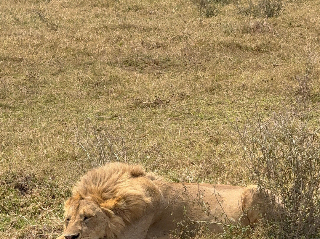 Taswira Africa Safaris-阿鲁沙必去景点