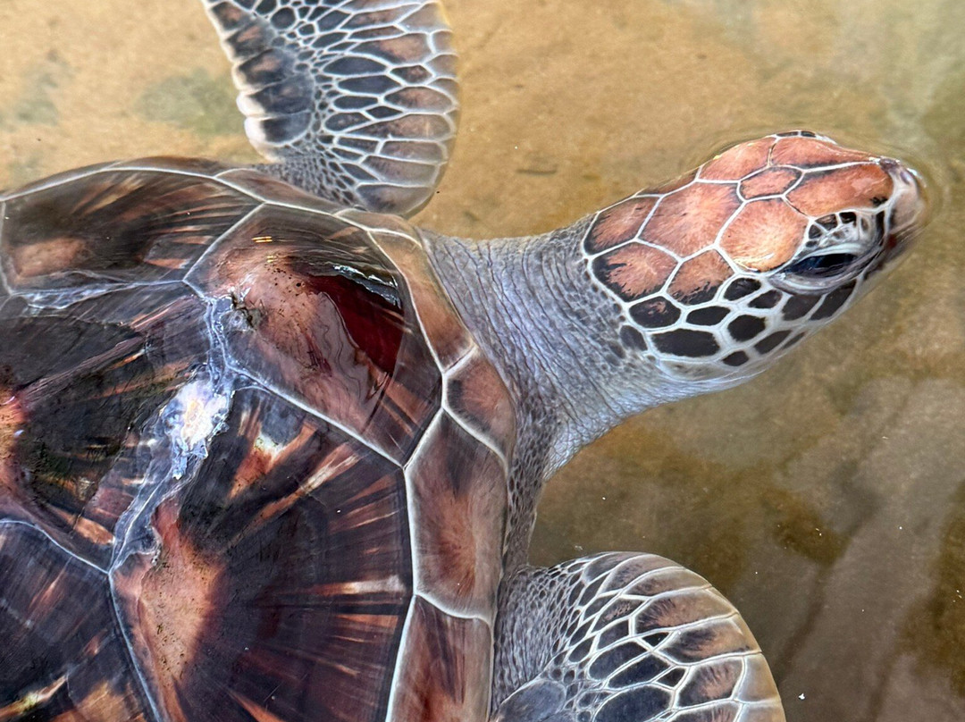海龟保护协会-班托塔必去景点